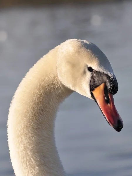 Vue Panoramique Cygne Majestueux Nature — Photo