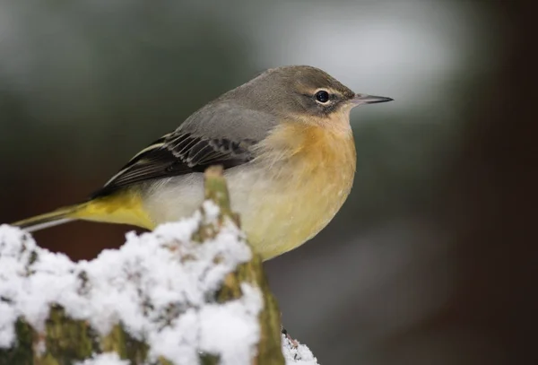 Vacker Utsikt Över Vacker Fågel Naturen — Stockfoto