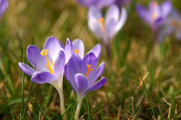 Crocus Flowers Bloom Spring Flora — Stock Photo, Image