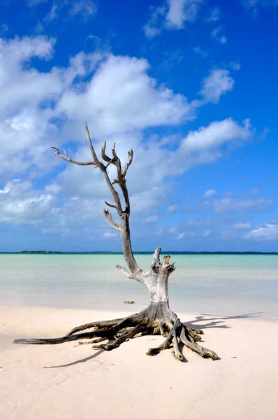 巴哈马岛上的一棵树 — 图库照片