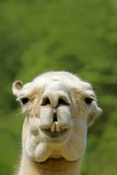 Closeup Animal Zoo — Stock Photo, Image