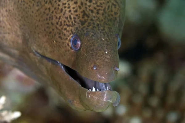 Морська Риба Морський Вугор Глибоководній Воді — стокове фото