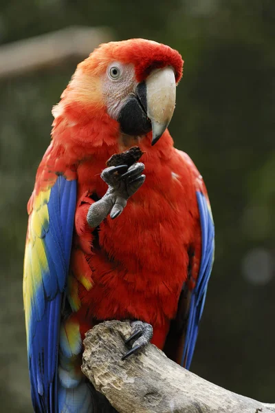 Papagaio Tropical Pássaro Flora Fauna — Fotografia de Stock