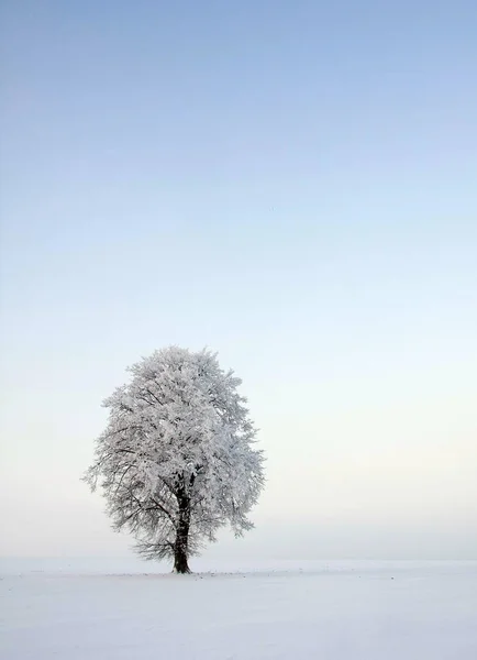 Beautiful View Winter Landscape Stock Picture