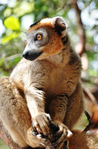 Paisagem Madagascar — Fotografia de Stock