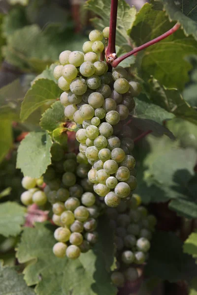 Виноград Гроздьями Винограда — стоковое фото