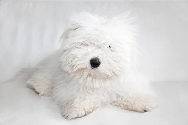 Coton Tulear Dog Portrét — Stock fotografie