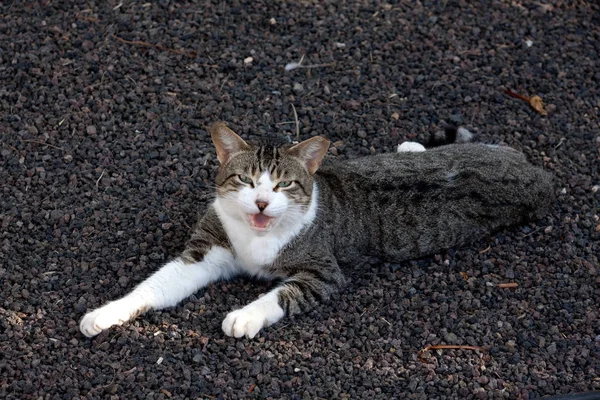 Смішний Маленький Пухнастий Кіт — стокове фото