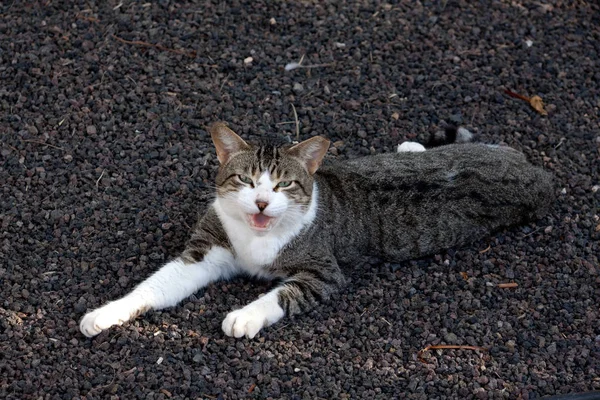 Rolig Liten Fluffig Katt — Stockfoto