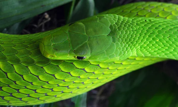 緑のマンバ緑の蛇の爬虫類 — ストック写真