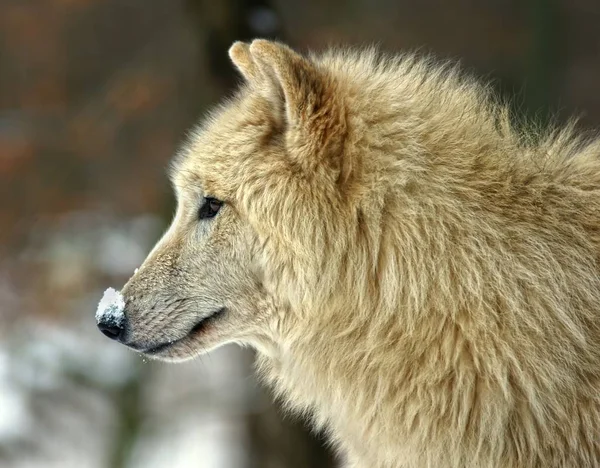 Arktischer Wolf Canis Lupus Arctos — Stockfoto