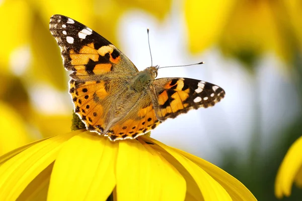 Closeup View Beautiful Colorful Butterfly — Stock Photo, Image