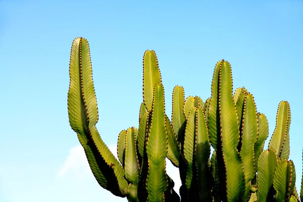 Zielony Tropikalny Kaktus Ogrodzie — Zdjęcie stockowe