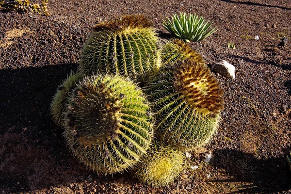 Jardín Cactus Tropicales Canario —  Fotos de Stock