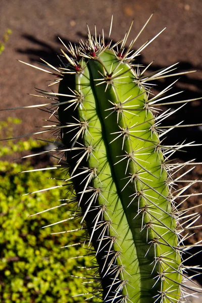 Cactus Vert Tropical Dans Jardin — Photo