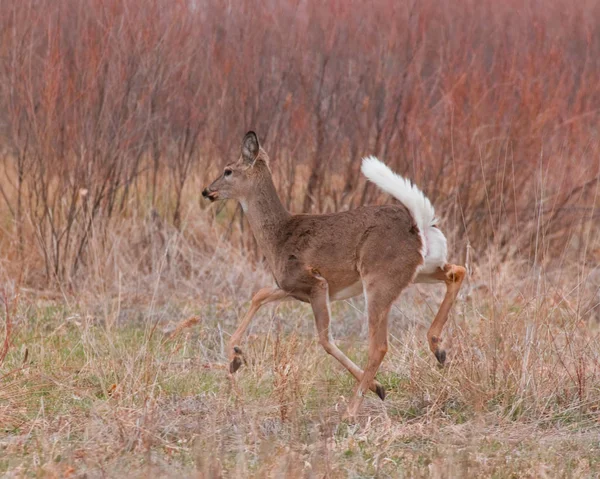 Nature Wildlife Fallow Deer — Stock Photo, Image