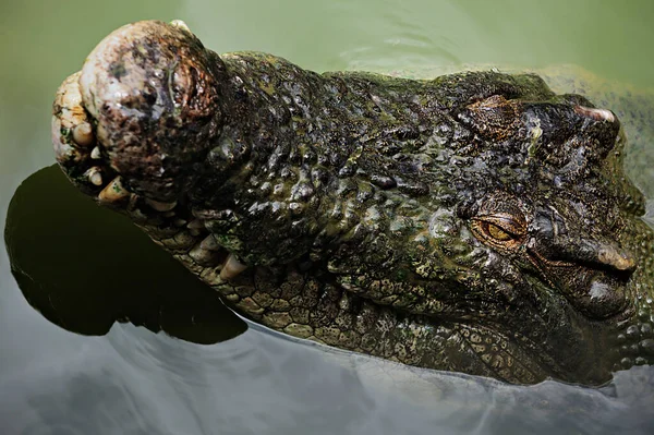 Crocodilo Jacaré Carnívoro Animal — Fotografia de Stock