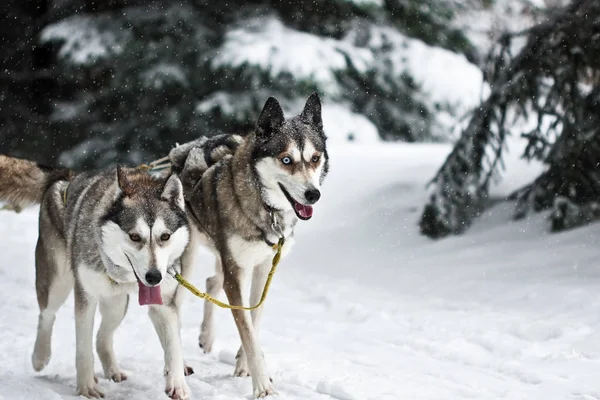 Colpo All Aperto Cani Carino — Foto Stock