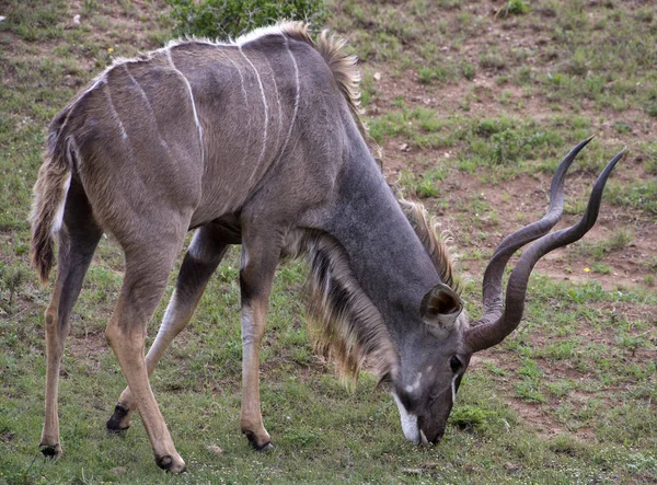 Kudu Antilope Tiere Tierwelt Naturfauna — Stockfoto