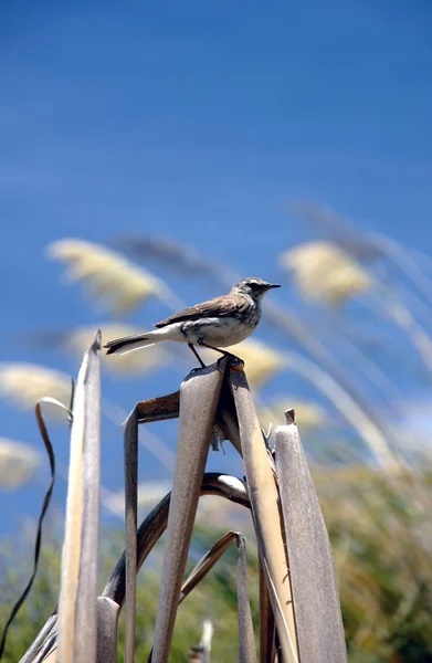 Oiseau Dans Les Roseaux — Photo