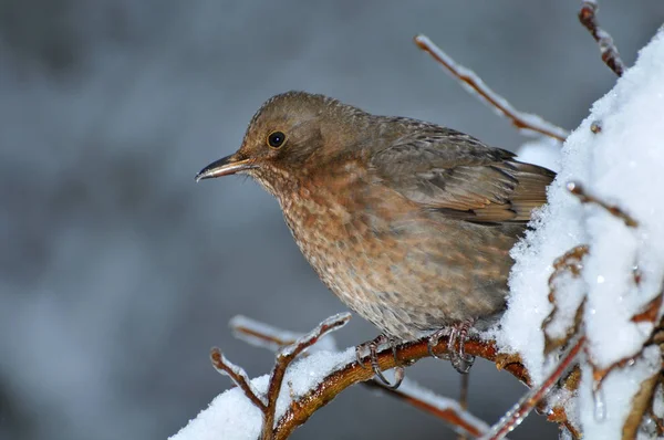 Blackbird Fêmea Neve — Fotografia de Stock