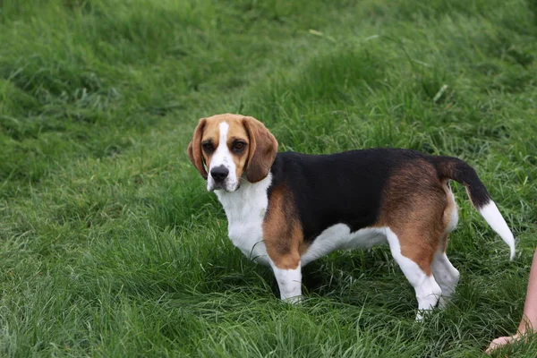 Retrato Bonito Adorável Cão Beagle — Fotografia de Stock