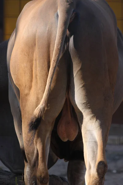 Butt Elenantilope Bock — Φωτογραφία Αρχείου