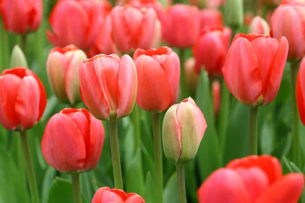 Krásný Výhled Přírodní Tulipánové Květy — Stock fotografie