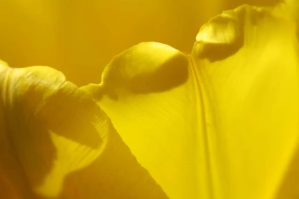 天然郁金香花的美丽景色 — 图库照片