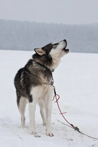 Portret Van Een Schattige Hond — Stockfoto