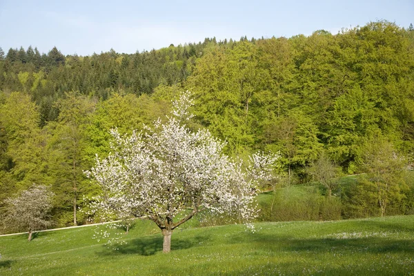 Cherry Blossom Flowers Spring — Stock Photo, Image