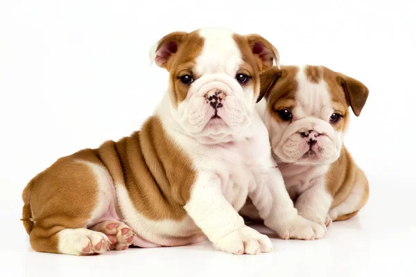 Angol Bulldog Pet Brit Bulldog — Stock Fotó