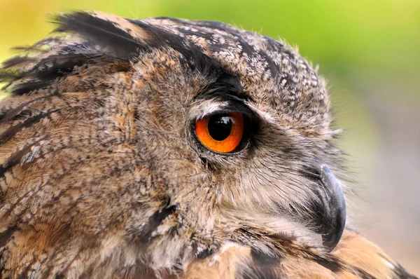 closeup view of eagle owl at wild nature