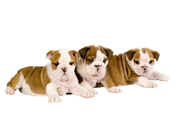 Inglês Animal Estimação Bulldog British Bulldog — Fotografia de Stock