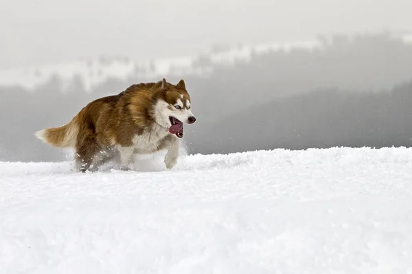 Köpek Hayvan Evcil Hayvan — Stok fotoğraf