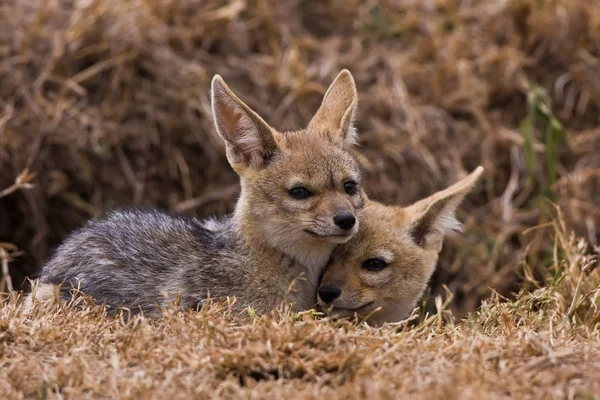 Gli Sciacalli Sono Tipo Cane Animali Imparentati Con Cani Coyote — Foto Stock