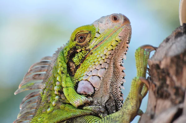 exotic wildlife animal, reptile lizard