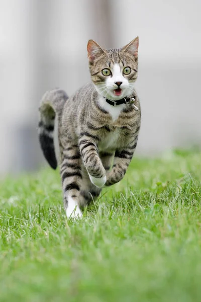 Zabawny Mały Puszysty Kot — Zdjęcie stockowe