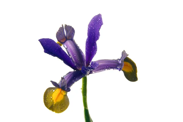 Dutch Iris Iris Hollandica — Stok fotoğraf