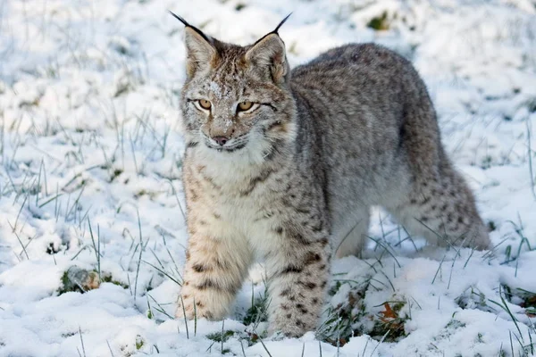 Jonge Dieren Selectieve Focus — Stockfoto