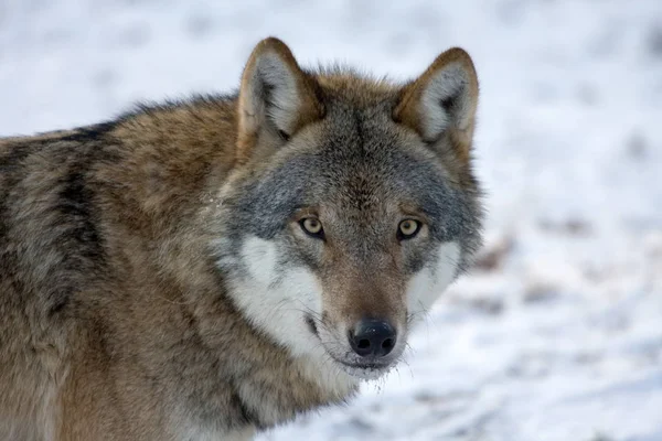 Vista Panorámica Del Lobo Salvaje Naturaleza — Foto de Stock