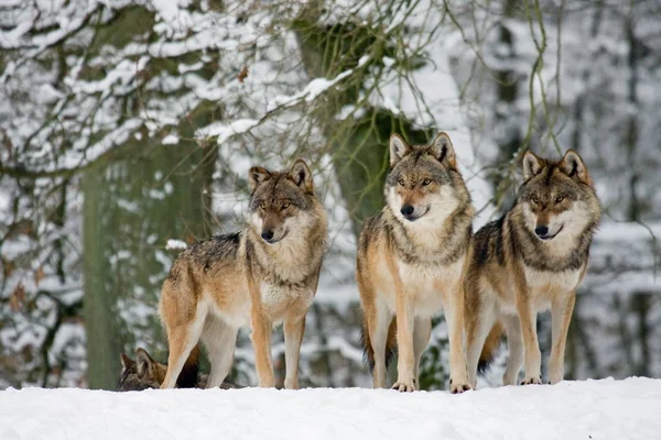 Visão Cênica Lobo Selvagem Natureza — Fotografia de Stock