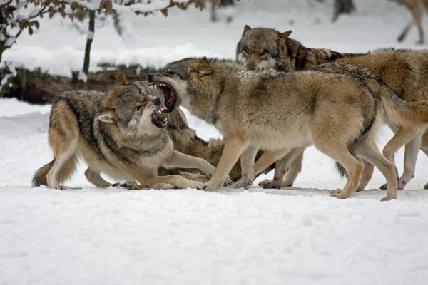 Lobos Salvajes Hábitat Natural — Foto de Stock