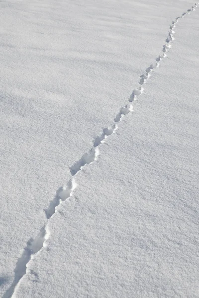 Pista Neve — Fotografia de Stock