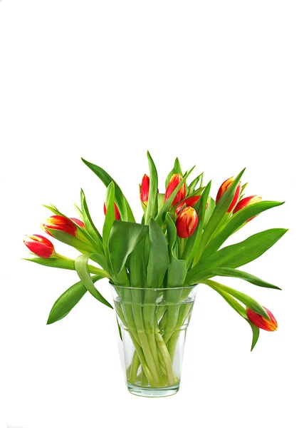 Fleurs Tulipes Pétales Flore Printanière — Photo
