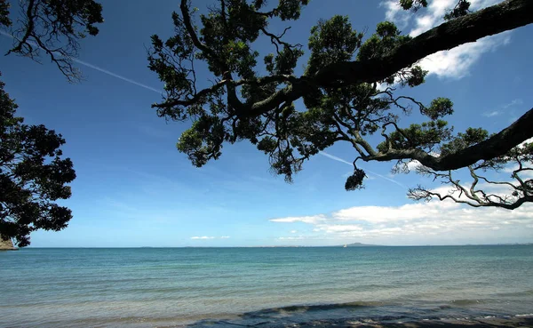 Pohutukawa Little Manly — Stock Photo, Image