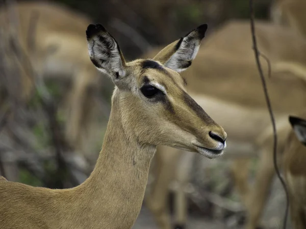 Impala Animal Foto Naturaleza Fauna Silvestre —  Fotos de Stock