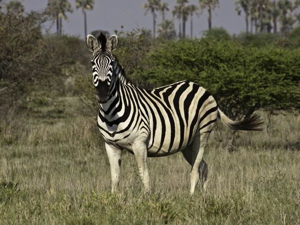 Czarno Białe Paski Zebra Zwierzę Ssak — Zdjęcie stockowe