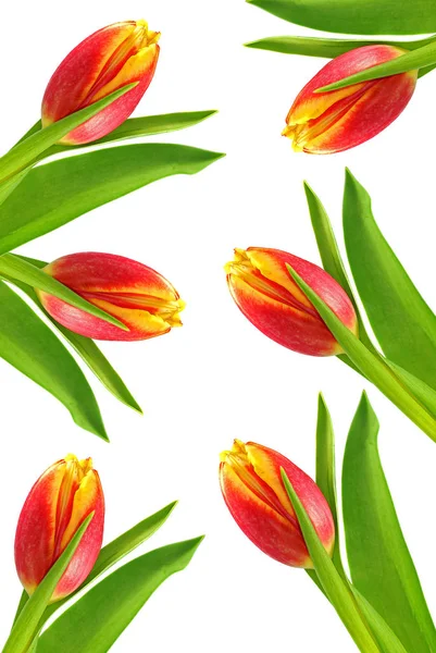 Tulip Flowers Petals Spring Flora — Stock Photo, Image