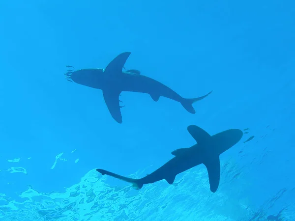 Tubarão Branco Nadando Mar Azul — Fotografia de Stock